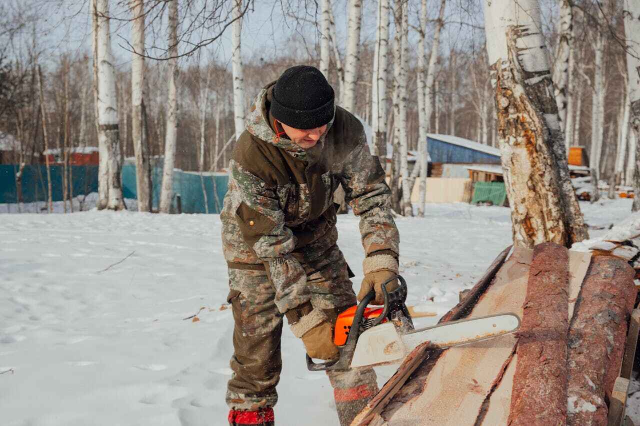 The Steps Involved in Our Tree Care Process in Murphysboro, IL